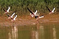 Lesser Flamingo [01795] 04-dec-2016 (Betsiboka delta, Majunga)