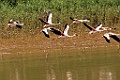 Lesser Flamingo [01796] 04-dec-2016 (Betsiboka delta, Majunga)