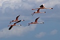 Lesser Flamingo [01797] 04-dec-2016 (Betsiboka delta, Majunga)