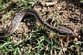 Malagasy Cat-eyed Snake [01758] 04-dec-2016 (Majunga)
