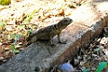Madagascan Collared Iguana [01971] 05-dec-2016 (Ankarafantsika Nature Reserve, Ampijoroa)
