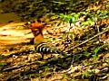 Madagascan Hoopoe [01989] 05-dec-2016 (Ankarafantsika Nature Reserve, Ampijoroa)