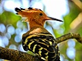 Madagascan Hoopoe [01991] 05-dec-2016 (Ankarafantsika Nature Reserve, Ampijoroa)