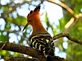 Madagascan Hoopoe [01992] 05-dec-2016 (Ankarafantsika Nature Reserve, Ampijoroa)