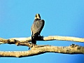 Sooty Falcon [02110] 05-dec-2016 (Ankarafantsika Nature Reserve, Ampijoroa)