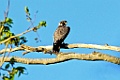 Sooty Falcon [12109] 05-dec-2016 (Ankarafantsika Nature Reserve, Ampijoroa)