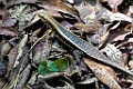 Western Girdled Lizard [01978] 05-dec-2016 (Ankarafantsika Nature Reserve, Ampijoroa)