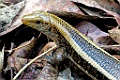 Western Girdled Lizard [01981] 05-dec-2016 (Ankarafantsika Nature Reserve, Ampijoroa)