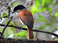 Rufous Vanga [02169] 06-dec-2016 (Ankarafantsika Nature Reserve, Ampijoroa)-F
