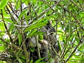 Western Woolly Lemur [02165] 06-dec-2016 (Ankarafantsika Nature Reserve, Ampijoroa)