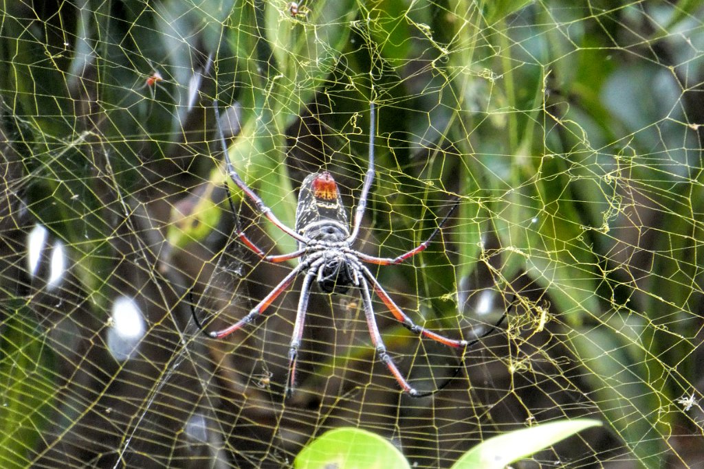 Madagascar Golden Orb Weaver [02281] 07-dec-2016 (Ankazobe).jpg - Madagascar Golden Orb Weaver [Nephila inaurata madagascariensis]