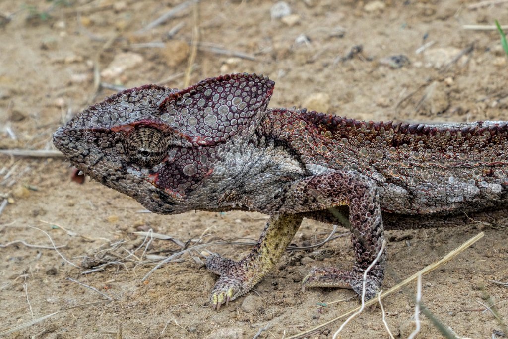 Oustalet`s Chameleon [02283] 07-dec-2016 (Ankazobe).jpg - Reuzenkameleon [Furcifer oustaleti]