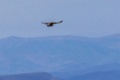Malagasy Kestrel [02278] 07-dec-2016 (Ankazosary)