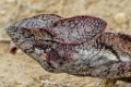 Oustalet`s Chameleon [02284] 07-dec-2016 (Ankazobe)