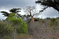 Afrikaanse Baobab [00107] 18-nov-2016 (Tulear)