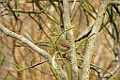 Subdesert Brush Warbler [00098] 18-nov-2016 (Tulear)
