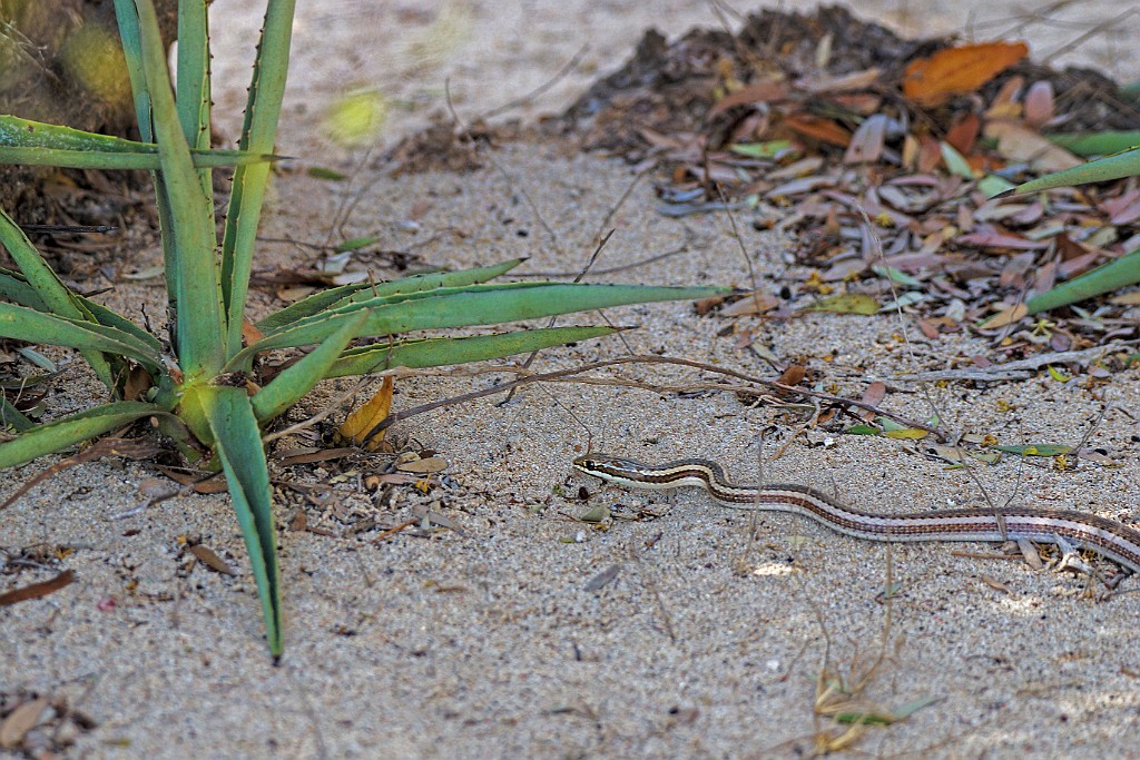 Bernier`s Striped Snake [00272] 19-nov-2016 (Anakao).jpg - Bernier`s Striped Snake [Dromicodryas bernieri]