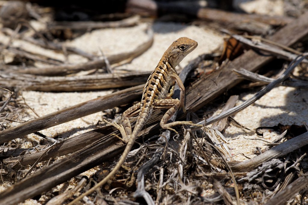 Three-eyed Lizard [00229] 19-nov-2016 (Anakao).jpg - Three-eyed Lizard [Chalaradon madagascariensis]