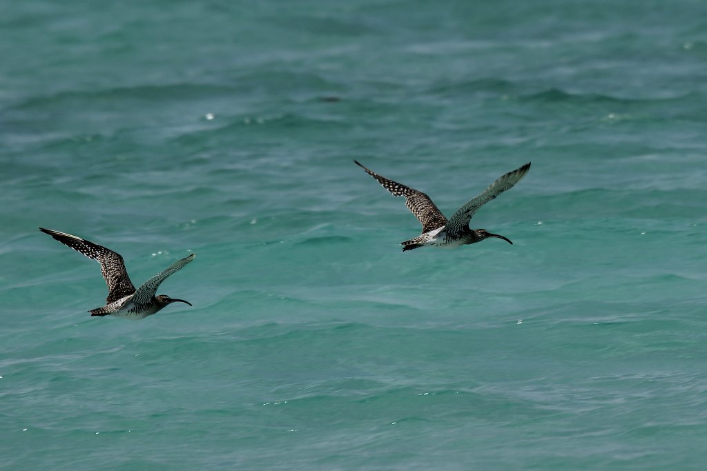 Whimbrel [00189] 19-nov-2016 (Anakao).jpg - Regenwulp [Numenius phaeopus]