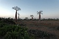Afrikaanse Baobab [00527] 20-nov-2016 (Spiny Forest, Ifaty)
