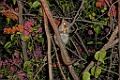 Grey Mouse Lemur [00530] 20-nov-2016 (Lodge, Ifaty)