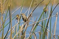 Madagascan swamp warbler [00395] 20-nov-2016 (Lac Antsarako, Belanda)