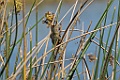 Madagascan swamp warbler [00396] 20-nov-2016 (Lac Antsarako, Belanda)