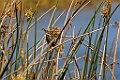 Madagascan swamp warbler [00397] 20-nov-2016 (Lac Antsarako, Belanda)