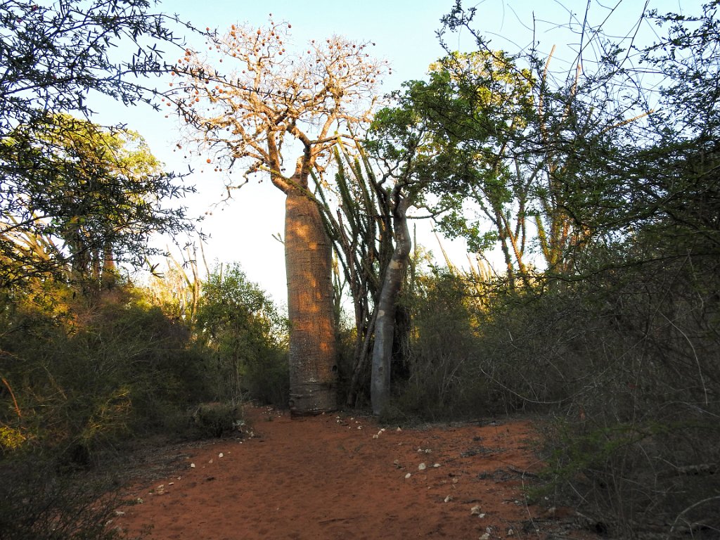 Afrikaanse Baobab [00542] 21-nov-2016 (Spiny Forest, Ifaty).jpg - Afrikaanse Baobab [Adansonia digitata]