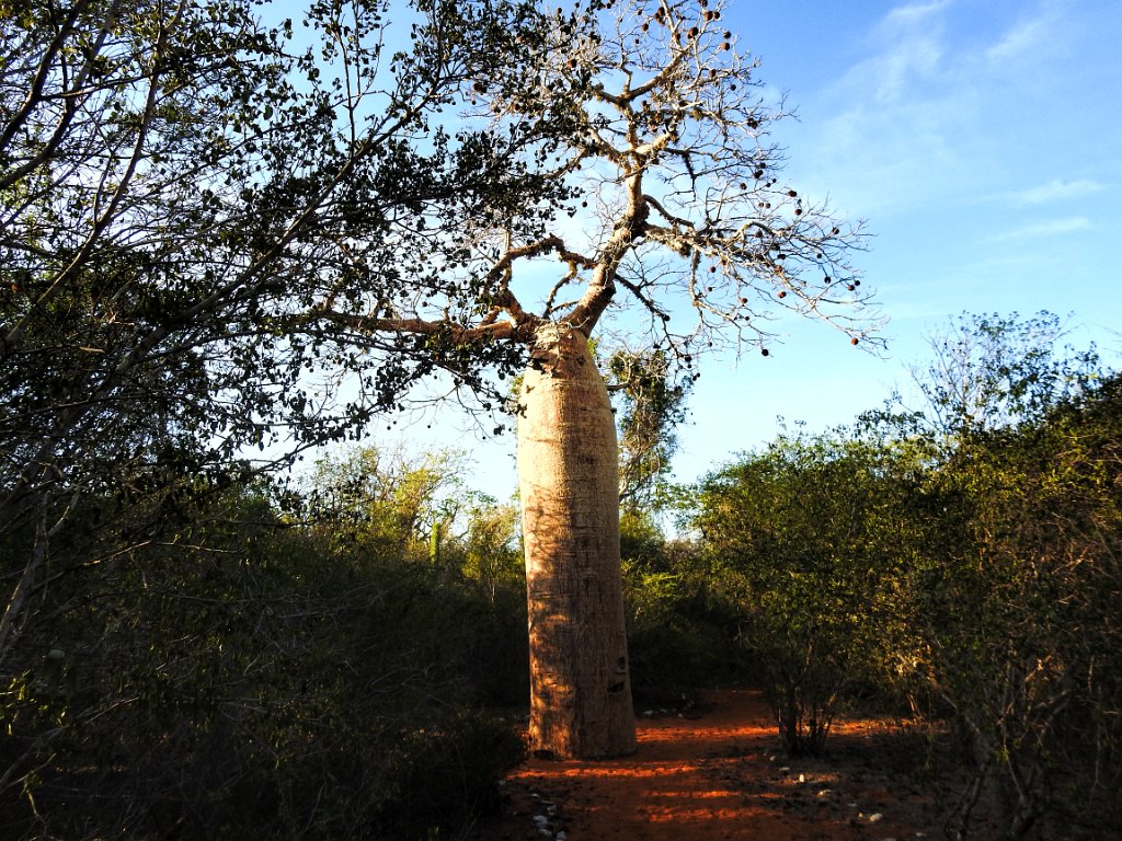 Afrikaanse Baobab [00558] 21-nov-2016 (Spiny Forest, Ifaty).jpg - Afrikaanse Baobab [Adansonia digitata]