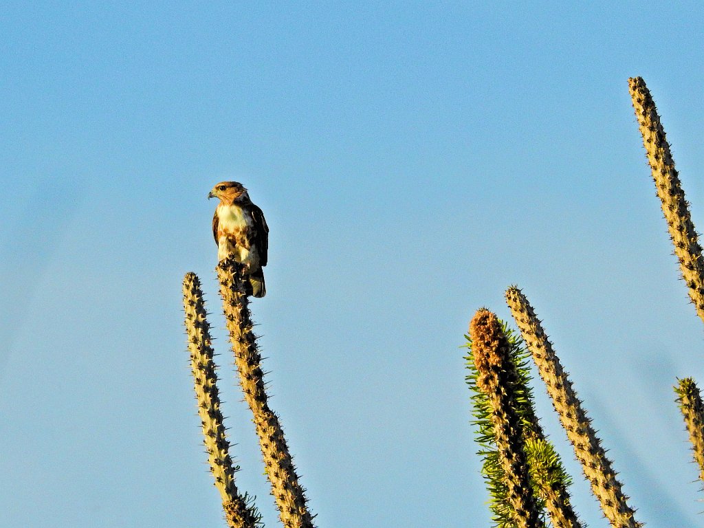 Madagascan Cuckoo-Hawk [00651] 21-nov-2016 (Spiny Forest, Ifaty).jpg - Madagaskarkoekoekswouw [Aviceda madagascariensis]