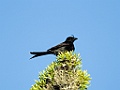Crested Drongo [00616] 21-nov-2016 (Spiny Forest, Ifaty)