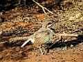 Long-tailed Ground Roller [00630] 21-nov-2016 (Spiny Forest, Ifaty)