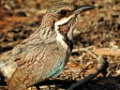 Long-tailed Ground Roller [00631] 21-nov-2016 (Spiny Forest, Ifaty)