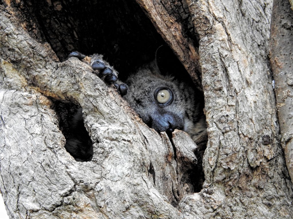 -Zombitse Sportive Lemur [00765] 22-nov-2016 (Zombitse-Vohibasia National Parc).jpg - Zombitse Wezelmaki [Lepilemur hubbardorum]