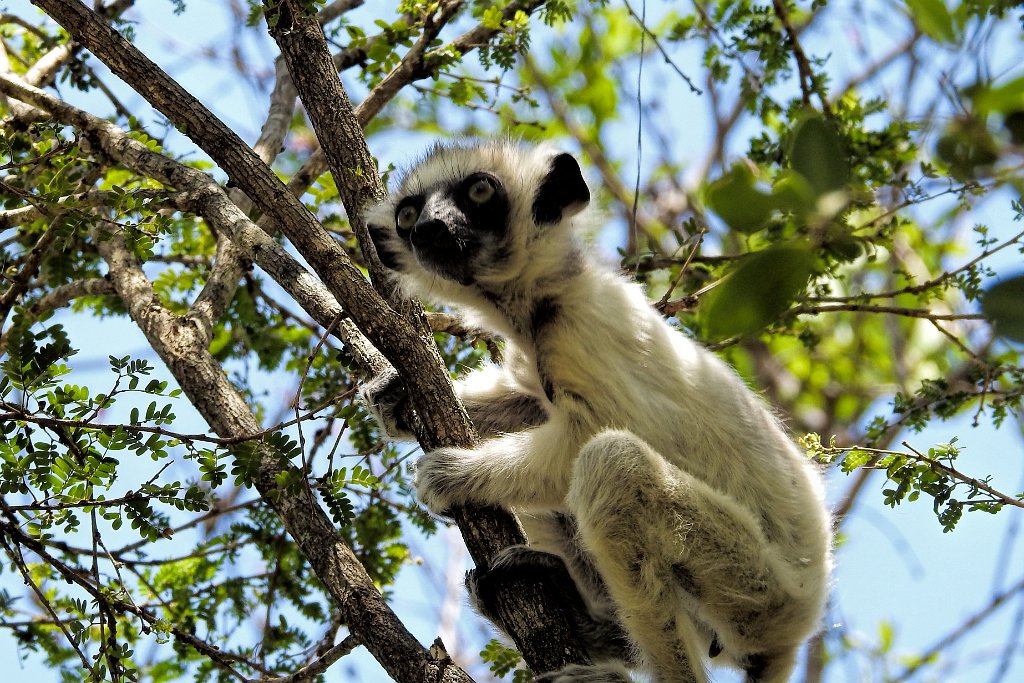 Verraux`s Sifaka [00747] 22-nov-2016 (Zombitse-Vohibasia National Parc).jpg - Verreauxsifaka [Propithecus verreauxi]