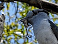 Cuckoo Roller [00727] 22-nov-2016 (Zombitse-Vohibasia National Parc)