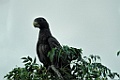 Greater Vasa Parrot [00772] 22-nov-2016 (Zombitse-Vohibasia National Parc)