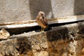 Malagasy Kestrel [00699] 22-nov-2016 (Sakaraha)