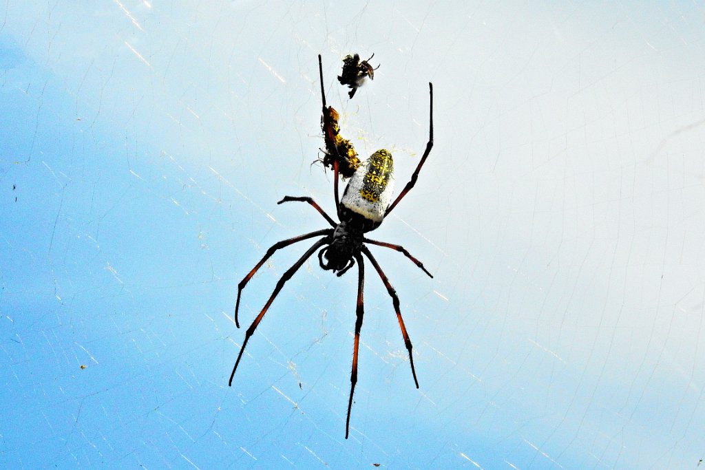 -Madagascar Golden Orb Weaver [00821] 23-nov-2016 (Isalo National Parc).jpg - Madagascar Golden Orb Weaver [Nephila inaurata madagascariensis]