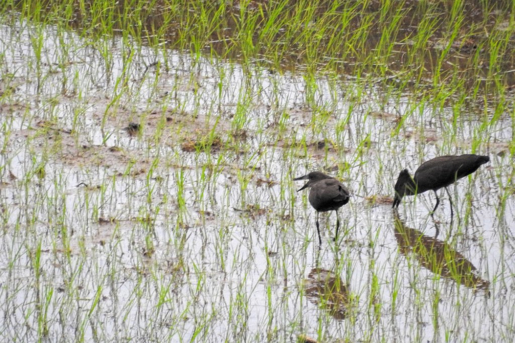 Hamerkop [00921] 23-nov-2016 (Ambalavao).jpg - Hamerkop [Scopus umbretta]