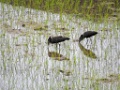 Hamerkop [00922] 23-nov-2016 (Ambalavao)
