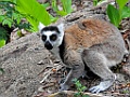 Ring-tailed Lemur [00886] 23-nov-2016 (Anja Community Reserve, Ambalavao)