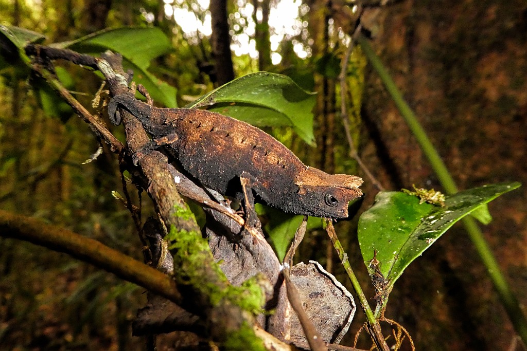 Brown Leaf Chameleon [00948] 24-nov-2016 (Ranomafana National Parc).jpg - Wenkbrauwkameleon [Brookesia superciliaris]