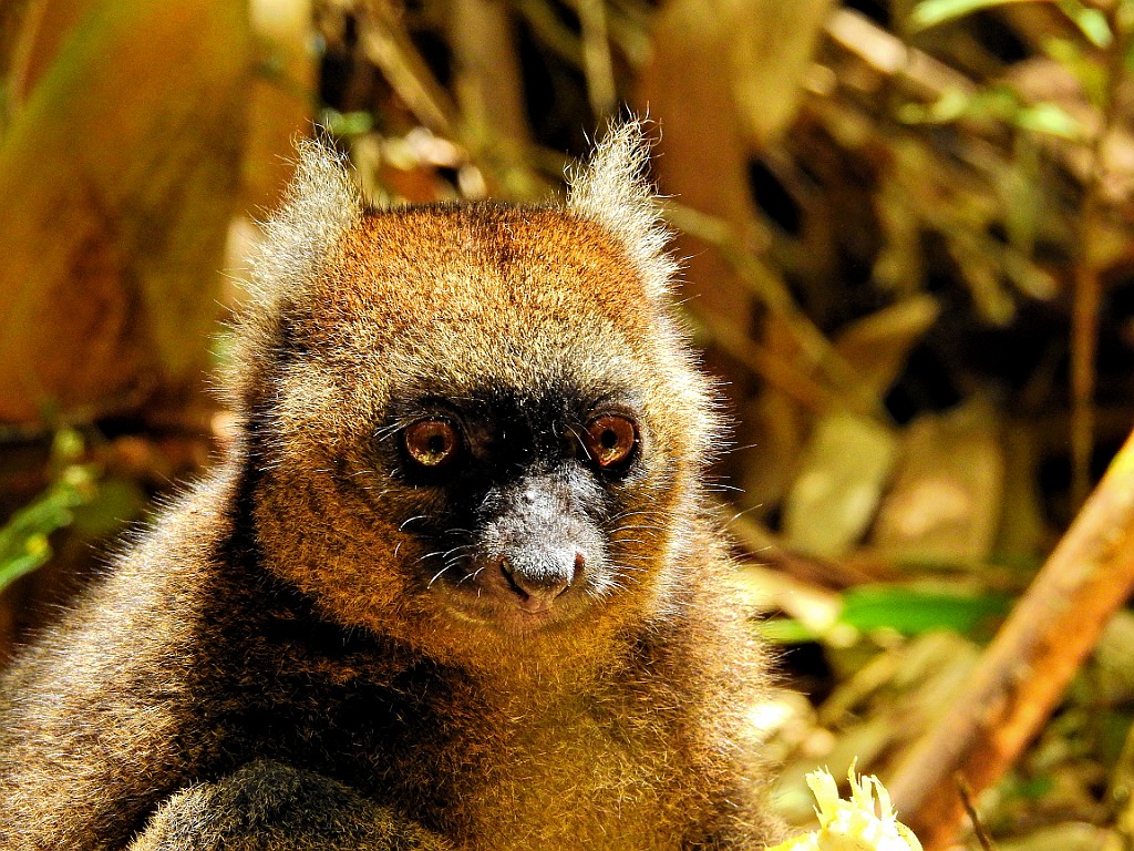 Greater Bamboo Lemur [00985] 24-nov-2016 (Ranomafana National Parc).jpg - Breedsnuithalfmaki [Prolemur simus]