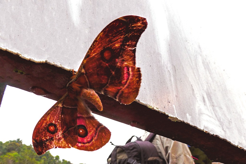 Madagascan Emperor Moth [00930] 24-nov-2016 (Ranomafana National Parc).jpg - Madagascan Emperor Moth [Bunaea aslauga]