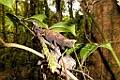 Brown Leaf Chameleon [00947] 24-nov-2016 (Ranomafana National Parc)