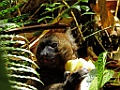 Greater Bamboo Lemur [00979] 24-nov-2016 (Ranomafana National Parc)