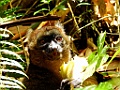 Greater Bamboo Lemur [00980] 24-nov-2016 (Ranomafana National Parc)