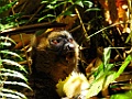 Greater Bamboo Lemur [00981] 24-nov-2016 (Ranomafana National Parc)